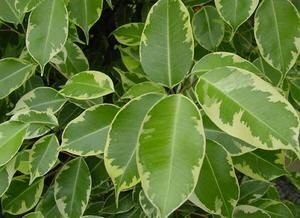 ������: ������������ ������ � ������� ����� � �������� ��������