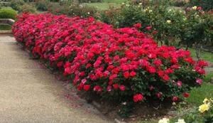 ���������������� ����-�����: ��������� ������� ��� ������ ����