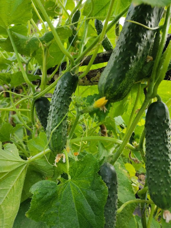 ������ � ����������: ������ ������ ��� ��������� ��������