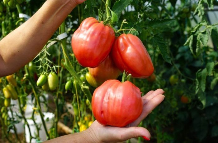 ��������� ����� ������� ������ ���: ��� ��������� ���� ���������� ����