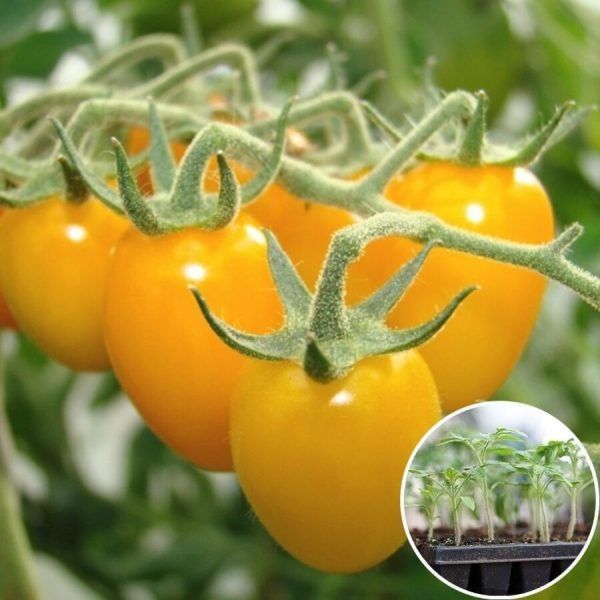 ����� ������� ��������: ������� ��� ������ ����� � �������