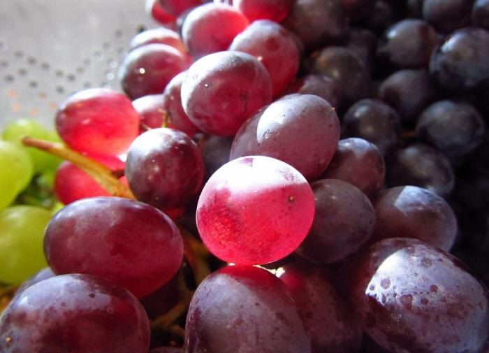 выбор винограда для дачи: как не ошибиться с сортами