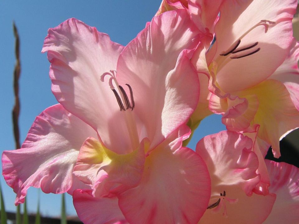 �������� ������� � ��������� ���������: ������� ���������� �����������