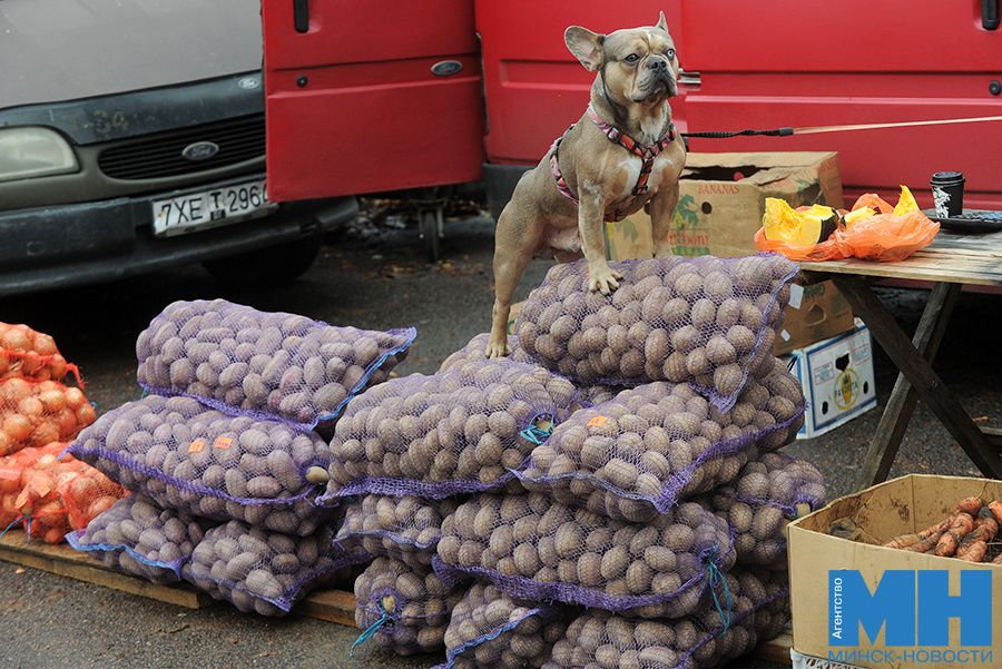 Тыквы, помидоры и клюква: выбор минчан на сельскохозяйственных ярмарках