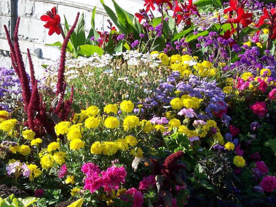 Цветы-хамелеоны: как летники изменят ваш сад на глазах