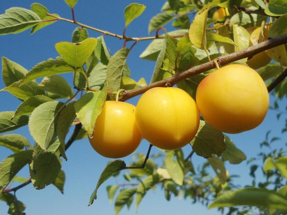 ����� � �����������: ��� �������� ����� �� ����������