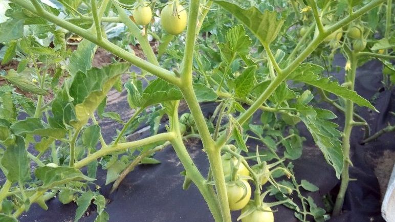 ��� �������� �������� ������� ����� �� ����: ������������ � ����