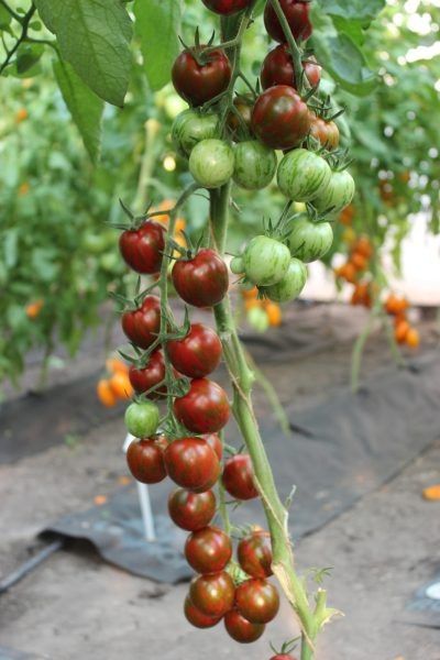 ��������� ����� �����: ������ ���� ��� ����� ������� ��� ���, ��� ����� ���� � �������������� �������