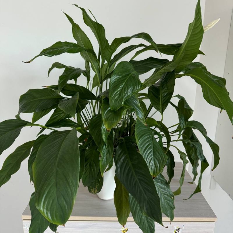 ��������, ���������� ������ � ����������: ��� ������� �������� ������ ������