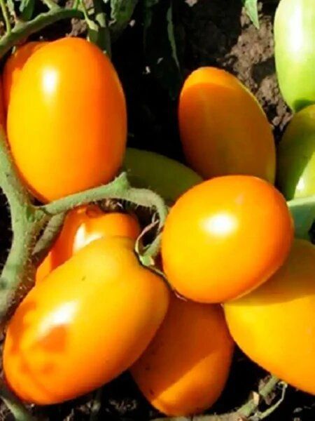 ����� ������� ����: ���������� ���� � ������ ����������� ������� ��� ������ �����