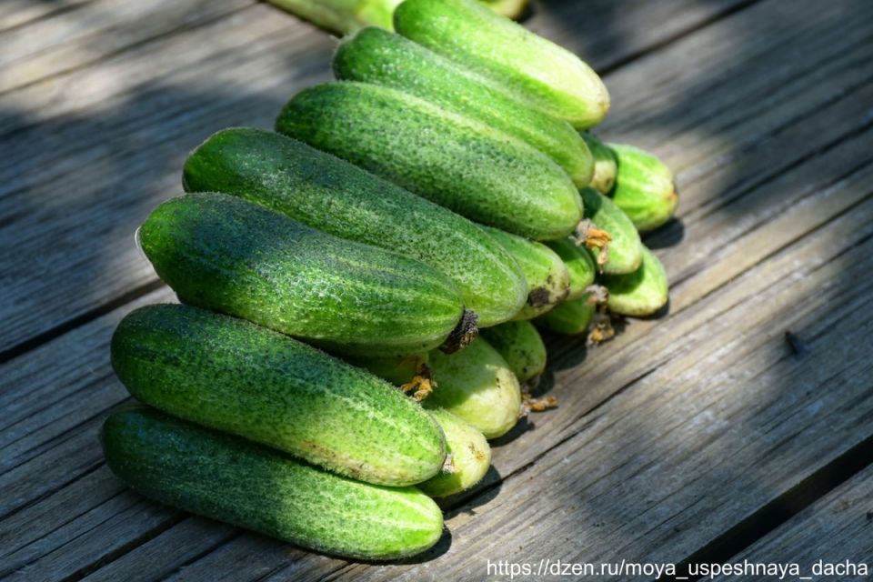 ����������� ������� ����� ��� ������ ����������: ������ ��� ������ F1 �� ����� �������