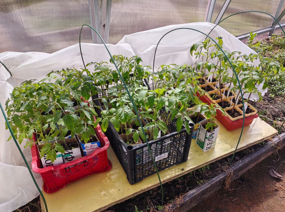 Рассадник без подоконника: как собрать компактную теплицу на стене