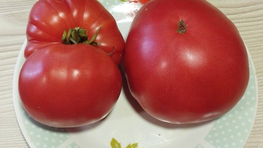 Томат Баба Шура: гиганты для салатов и соусов в теплице