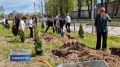 Памятная аллея в честь восьмидесятилетия Победы в Великой Отечественной войне украсила улицу Ленина в Печорах