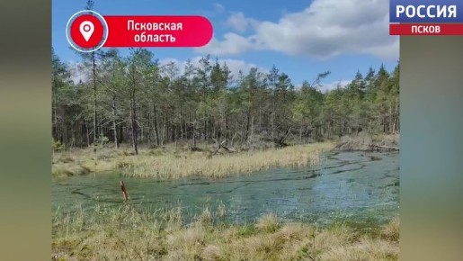 Псковские энергетики расчищают просеку на линии электропередачи