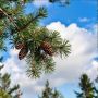Высадить лес на более чем 820 гектарах планируют в Псковской области