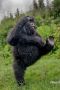 Финалисты фотоконкурса Nikon Comedy Wildlife Awards 2025