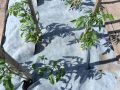 Как укрывной материал Aгротекс 80 помогает собирать ранний урожай помидоров