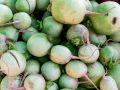 Масличная редька: секреты использования для здоровой почвы