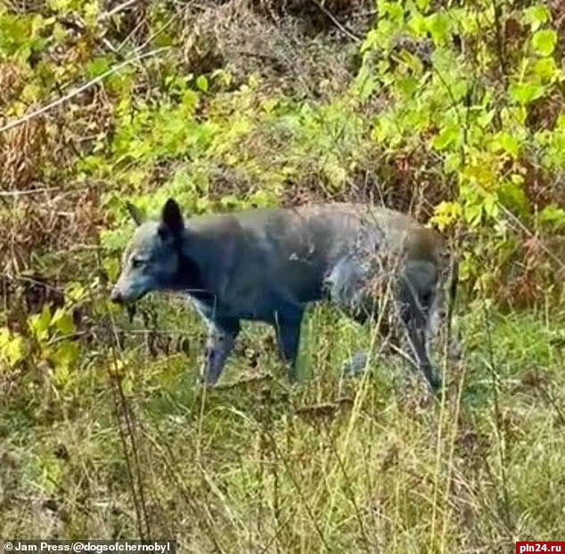 Собак с голубой шерстью заметили в Чернобыле Собак с голубой шерстью заметили в Чернобыле