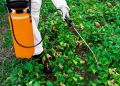 Польза гербицидов: что важно знать садоводам