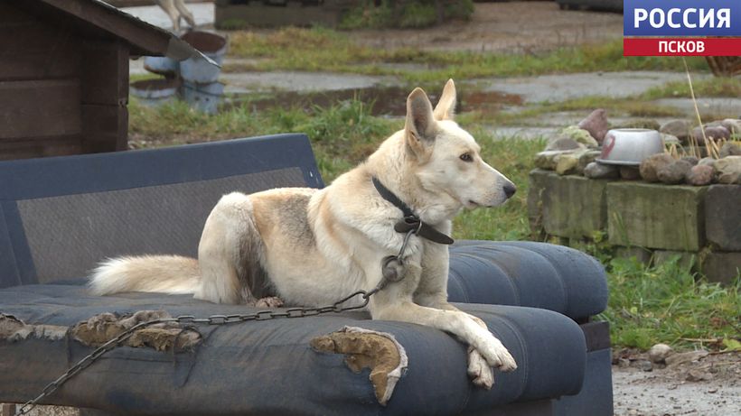Псковский приют "Лесопилка" в бедственном положении Псковский приют "Лесопилка" в бедственном положении