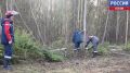 "Электрикам нужно давать разъяснения как проводить обрезку деревьев