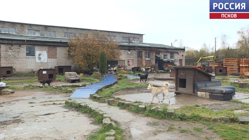 Псковский приют "Лесопилка" в бедственном положении Псковский приют "Лесопилка" в бедственном положении
