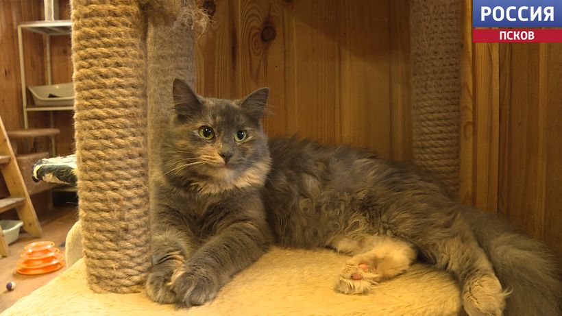 Псковский приют "Лесопилка" в бедственном положении Псковский приют "Лесопилка" в бедственном положении