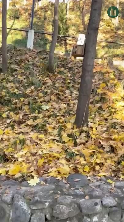 До +10 градусов прогнозируют 29 октября в Псковской области