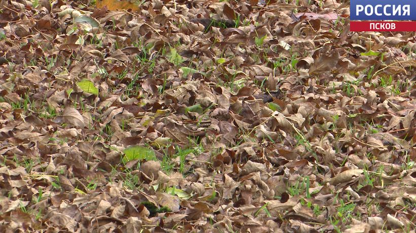 Больше половины центральных улиц Пскова убраны от опавшей листвы Больше половины центральных улиц Пскова убраны от опавшей листвы