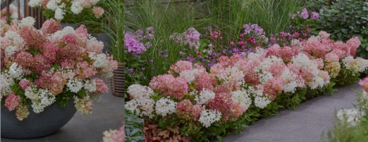 Новая почвопокровная гортензия: революция в садоводстве 2025 года