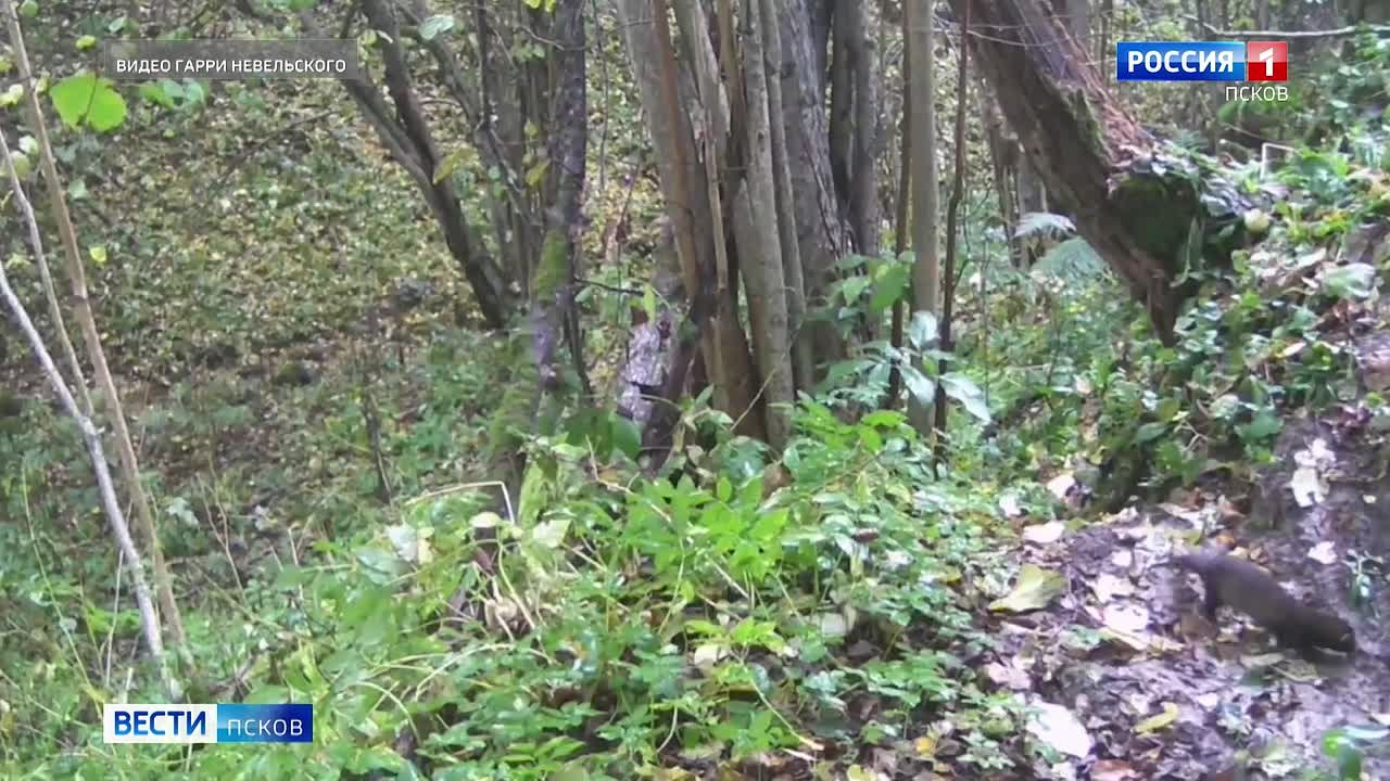Юные лесные охотники попали в объектив фотоловушки псковского блогера Гарри Невельского