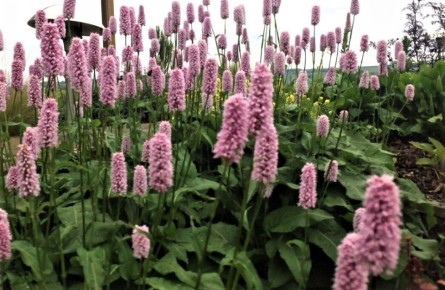 Очарование горца змеиного: как вырастить фитопродукт и украшение сада