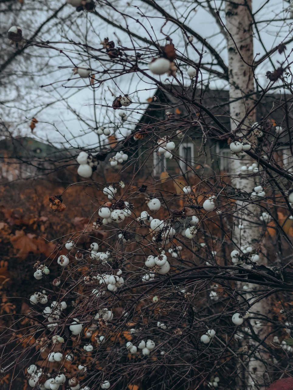 31 октября в Псковской области ожидается облачная, днем с прояснениями погода