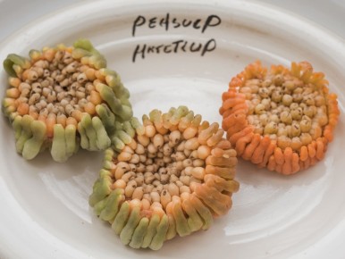 Секреты успешного огорода: как правильно заготовить семена томатов и перцев