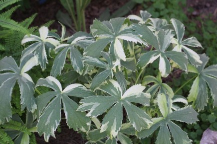 Астранеционные загадки: сорт "Sunningdale Variegated" в саду 2025 года