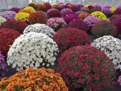 Секреты ярких хризантем: как правильный полив может изменить всё