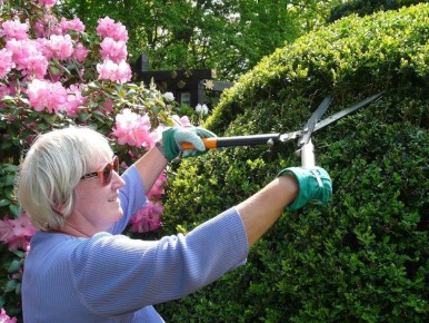 Важно знать: деревья, которые нельзя обрезать весной, чтобы сохранить красоту сада