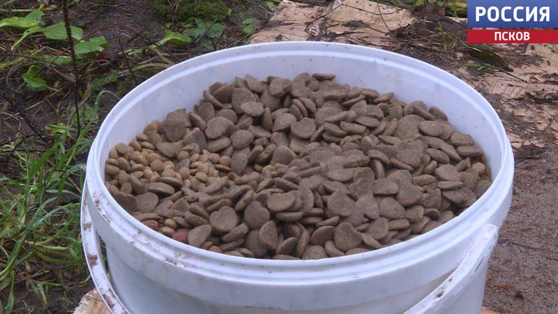 Десять собак спасли волонтеры приюта "Шанс" из дома в деревне Корытово Десять собак спасли волонтеры приюта "Шанс" из дома в деревне Корытово