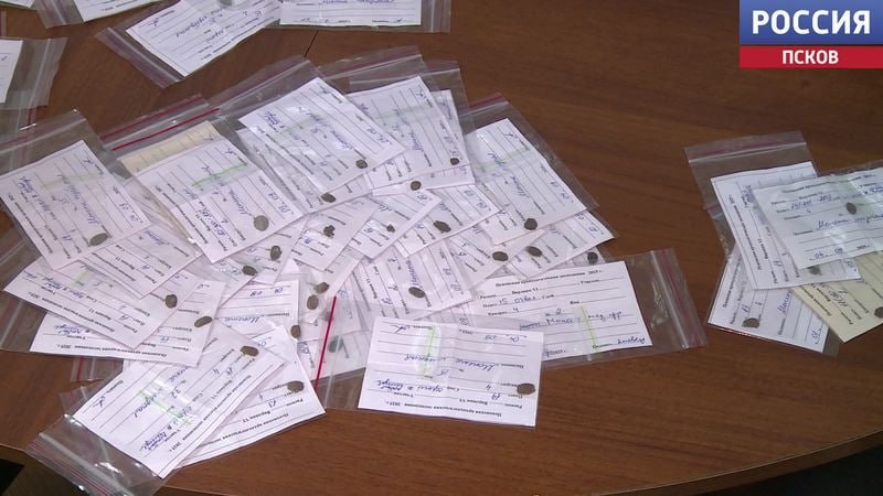 Из Петербурга, после реставрации, вернулась коллекция монет, обнаруженная псковскими археологами на Варламовском раскопе