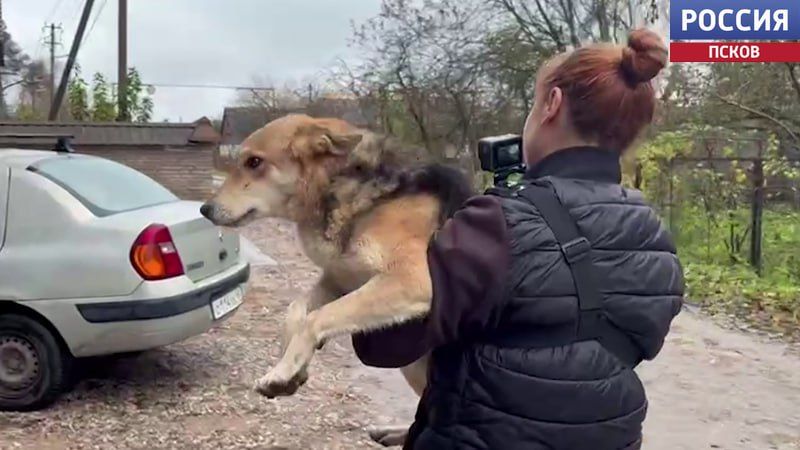Десять собак спасли волонтеры приюта "Шанс" из дома в деревне Корытово Десять собак спасли волонтеры приюта "Шанс" из дома в деревне Корытово