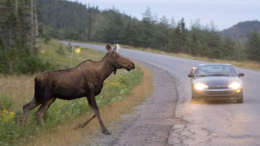 Группируемся: действия водителя при столкновении с лосем
