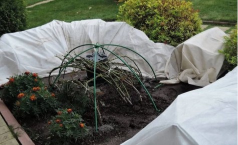 Зимняя защита: укрытие роз и винограда