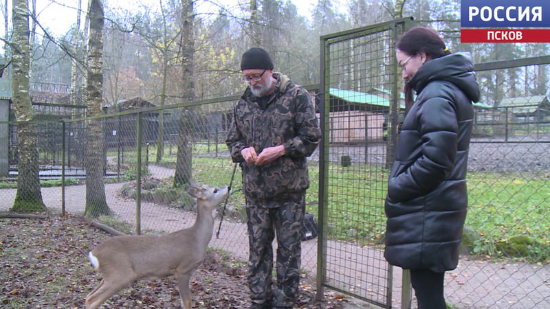 В Пушкиногорском экопарке "Зооград" новый постоялец - маленький косуленок по кличке Красавчик В Пушкиногорском экопарке "Зооград" новый постоялец - маленький косуленок по кличке Красавчик