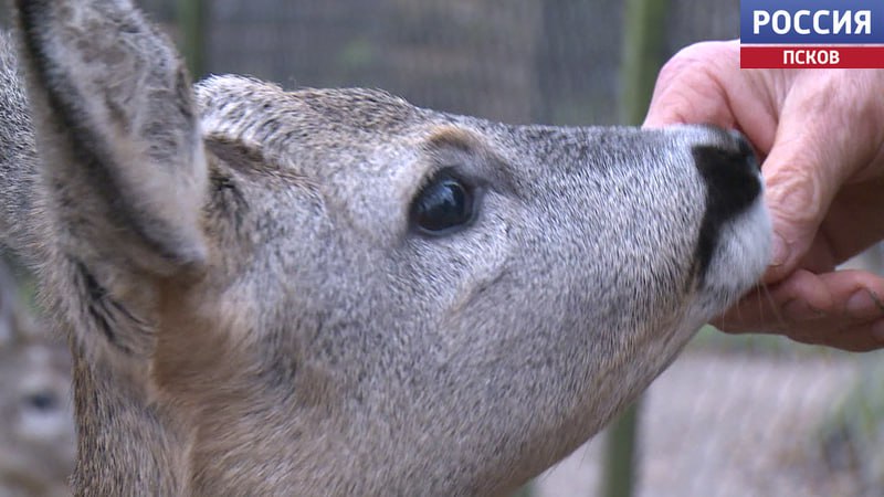 В Пушкиногорском экопарке "Зооград" новый постоялец - маленький косуленок по кличке Красавчик В Пушкиногорском экопарке "Зооград" новый постоялец - маленький косуленок по кличке Красавчик