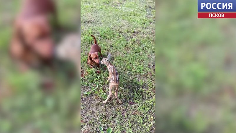 В Пушкиногорском экопарке "Зооград" новый постоялец - маленький косуленок по кличке Красавчик В Пушкиногорском экопарке "Зооград" новый постоялец - маленький косуленок по кличке Красавчик