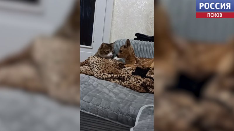 В Пушкиногорском экопарке "Зооград" новый постоялец - маленький косуленок по кличке Красавчик В Пушкиногорском экопарке "Зооград" новый постоялец - маленький косуленок по кличке Красавчик