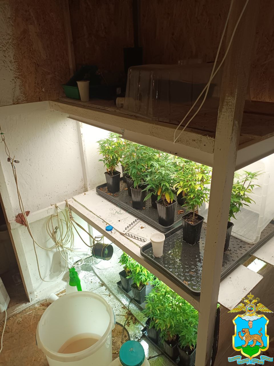 Псковские полицейские изъяли более 30 килограммов наркотиков Псковские полицейские изъяли более 30 килограммов наркотиков