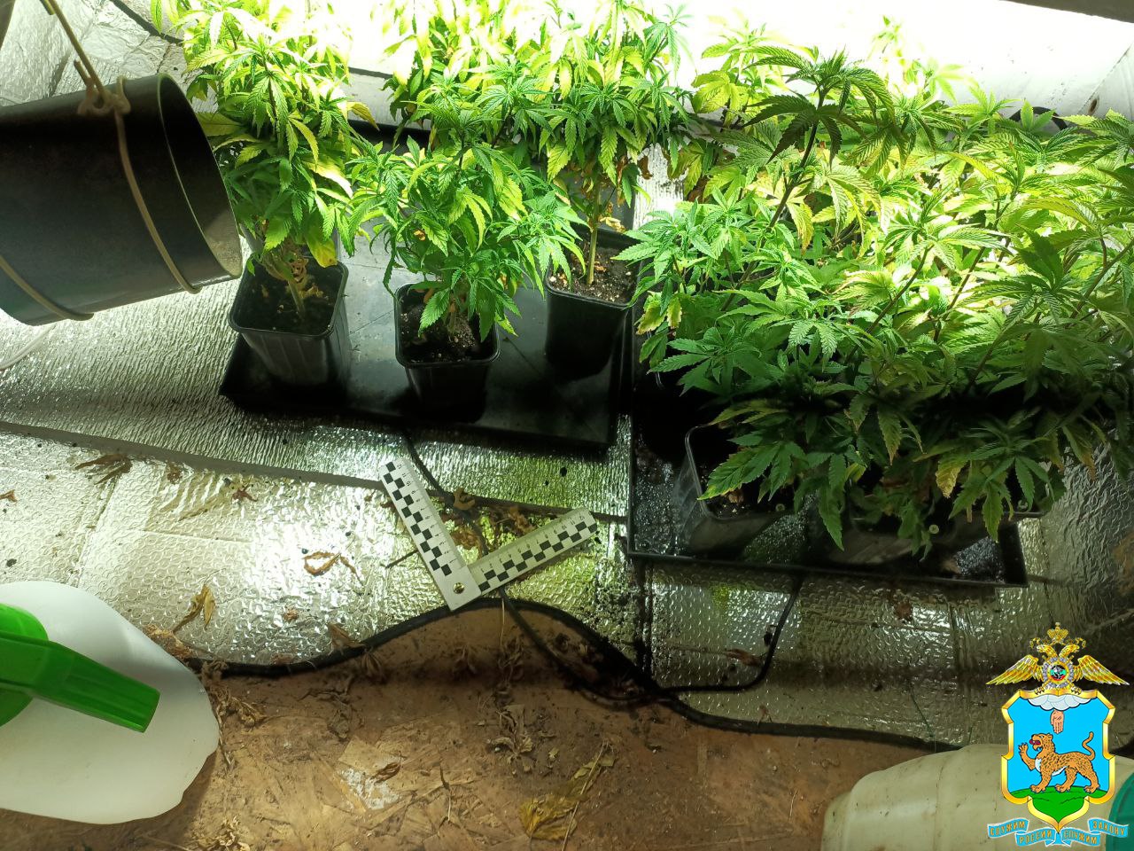 Псковские полицейские изъяли более 30 килограммов наркотиков